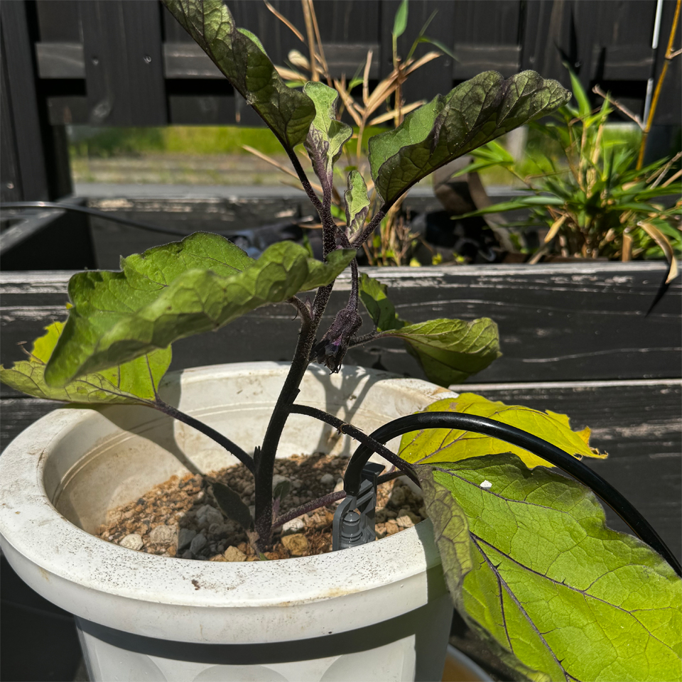 なす鉢植-2025/6/20