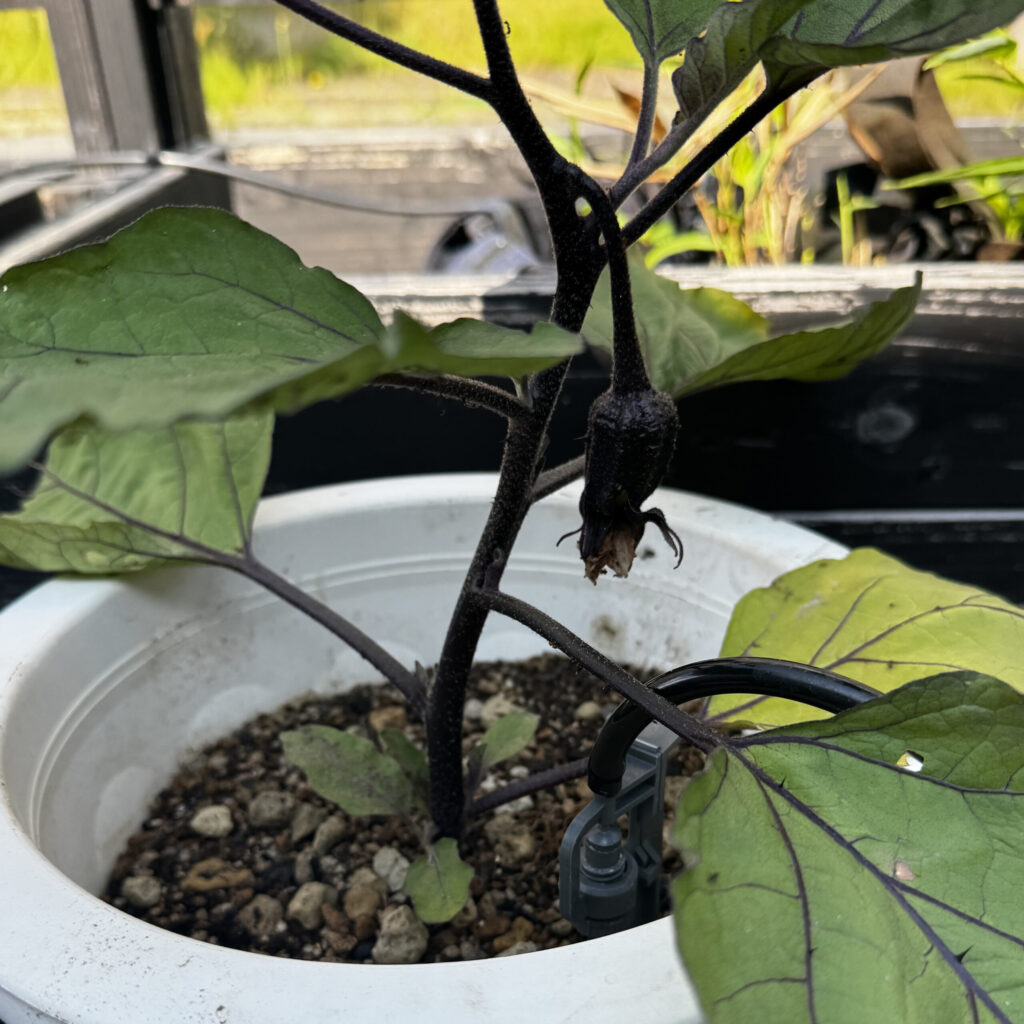 なす鉢植-2025/6/24