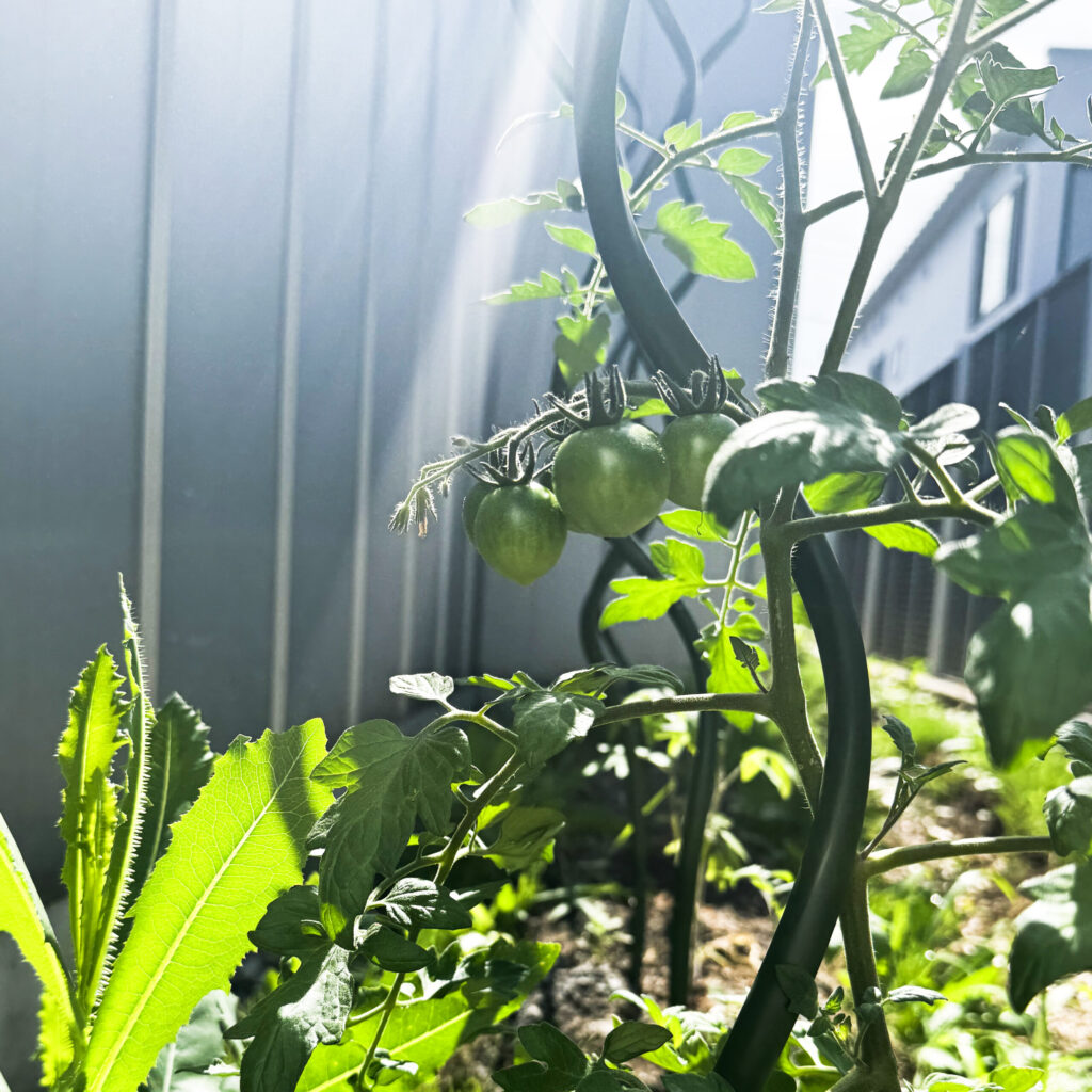 ミニトマト露地-2025/6/24