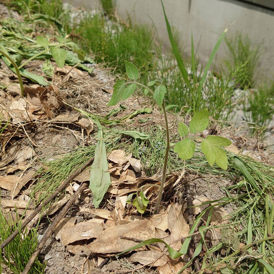 千恋（チコ）露地B-2025/6/25