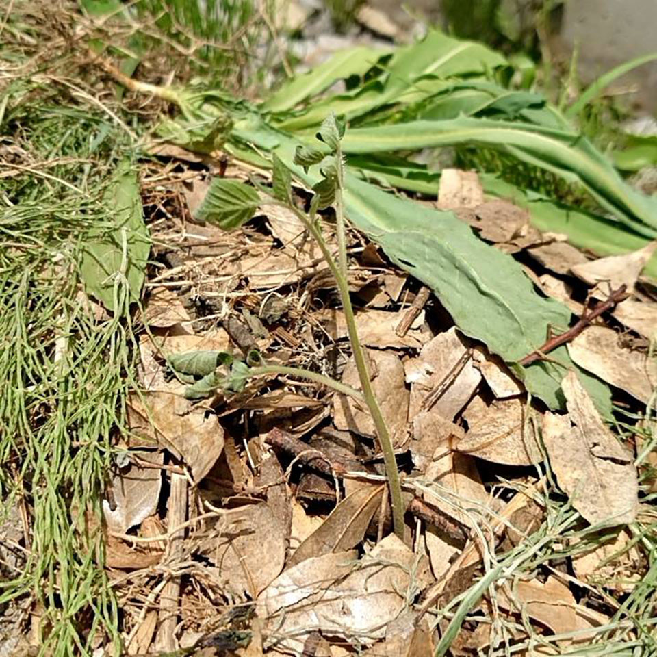 千恋（チコ）露地A-2025/6/25