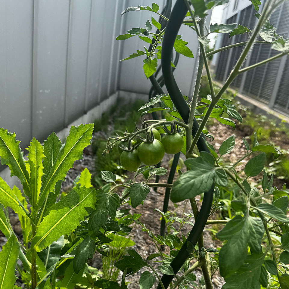 ミニトマト露地-2025/6/25①