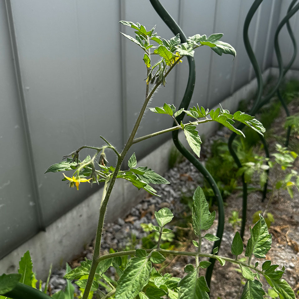 ミニトマト露地-2025/6/25②