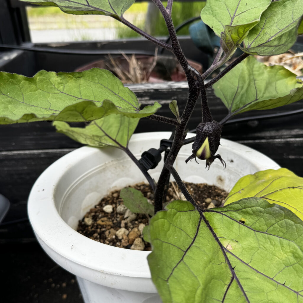 なす鉢植-2025/6/25