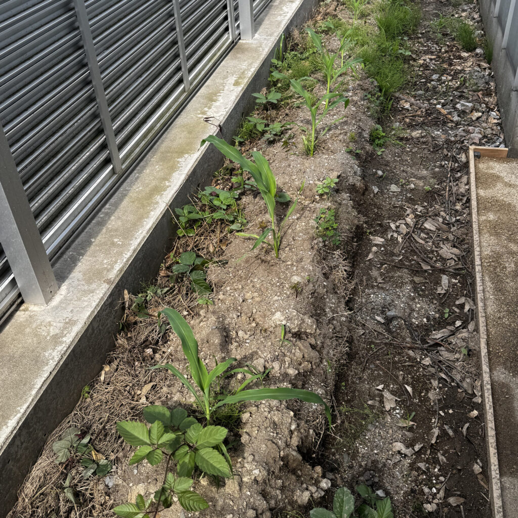 コーンビッグ露地-2025/6/25