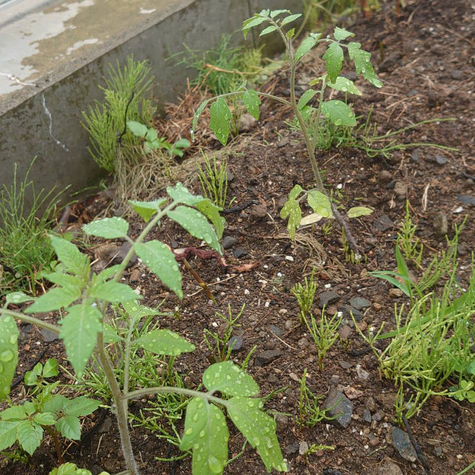 あまうま露地-2025/6/27