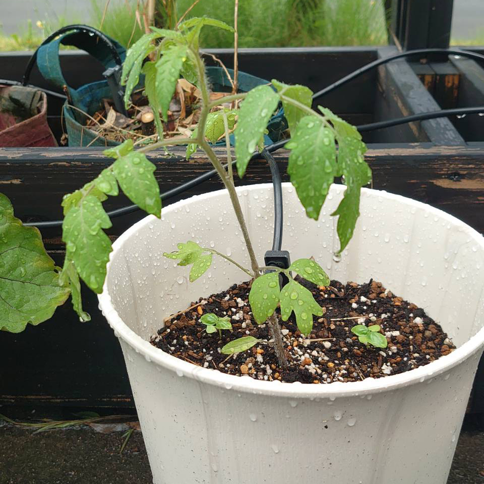 イタリアントマトプランター①-2025/6/27