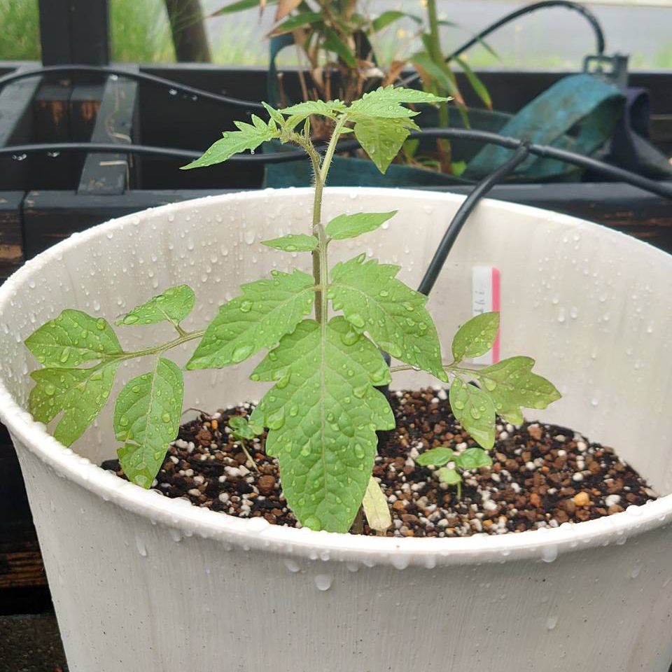 イタリアントマトプランター②-2025/6/27