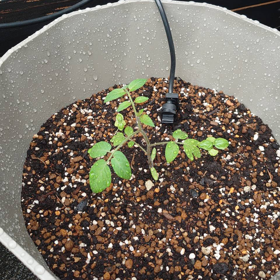 イタリアントマトプランター③-2025/6/27