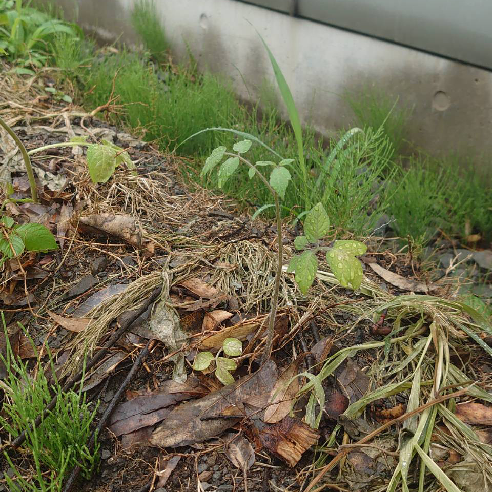 千恋（チコ）露地B-2025/6/27