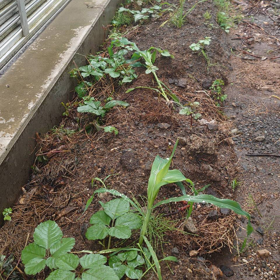 コーンビッグ露地①-2025/6/27
