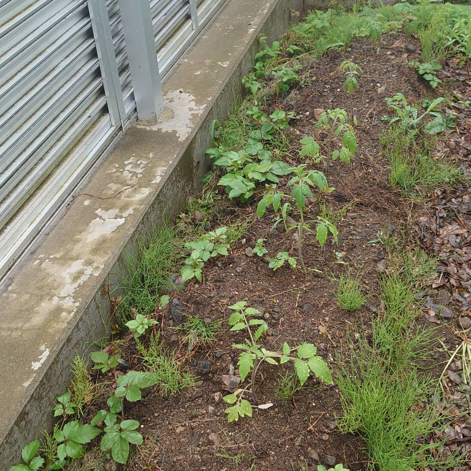 イタリアン、あまうま、フルティカ露地-2025/6/27