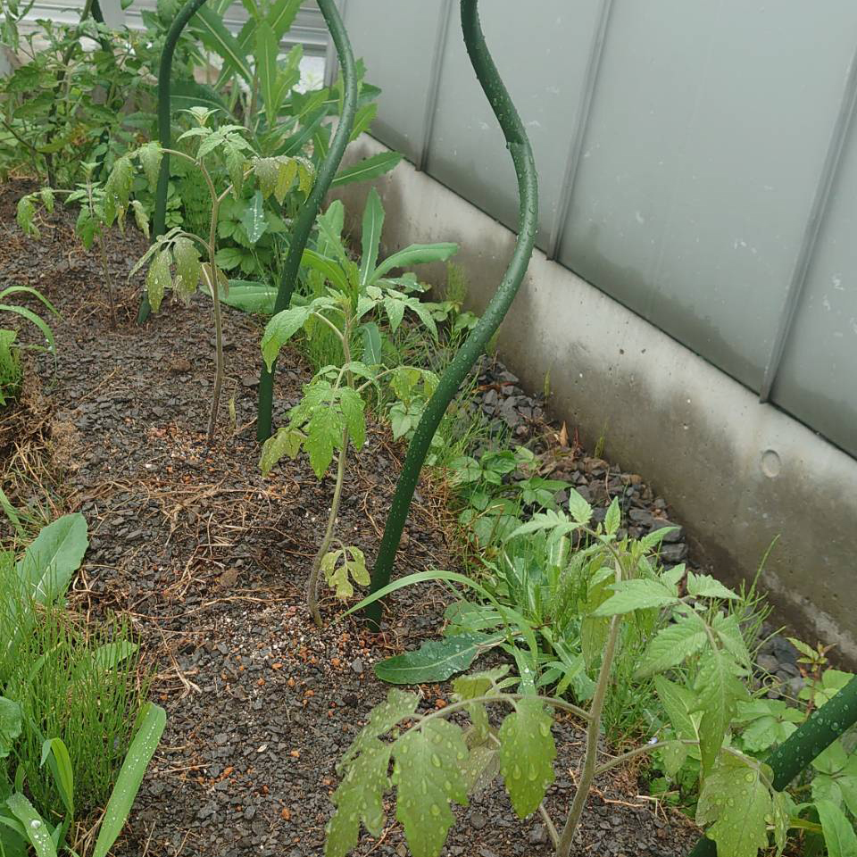 あまうま、フルティカ露地-2025/6/27