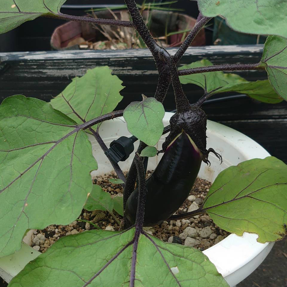 なすプランター-2025/6/30