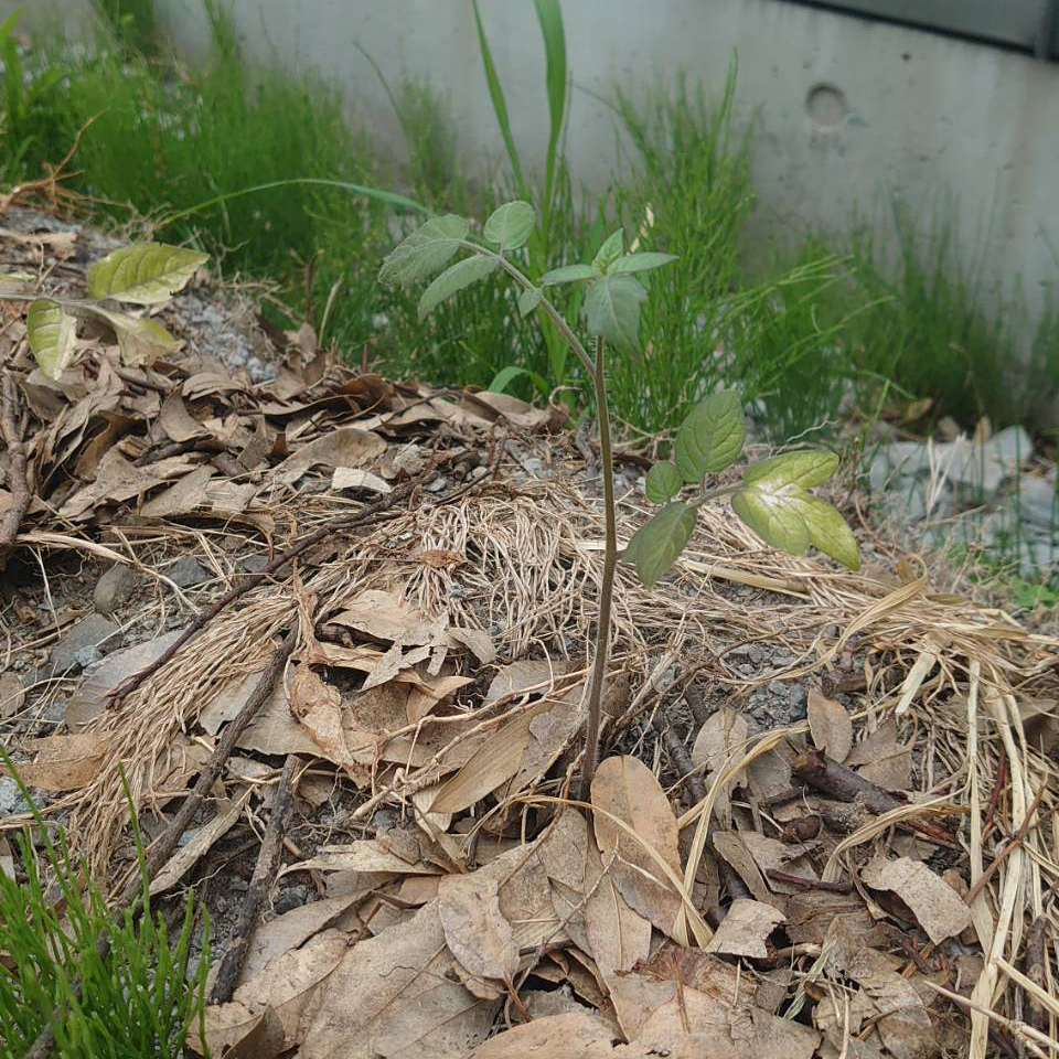 千恋（チコ）露地B-2025/6/30