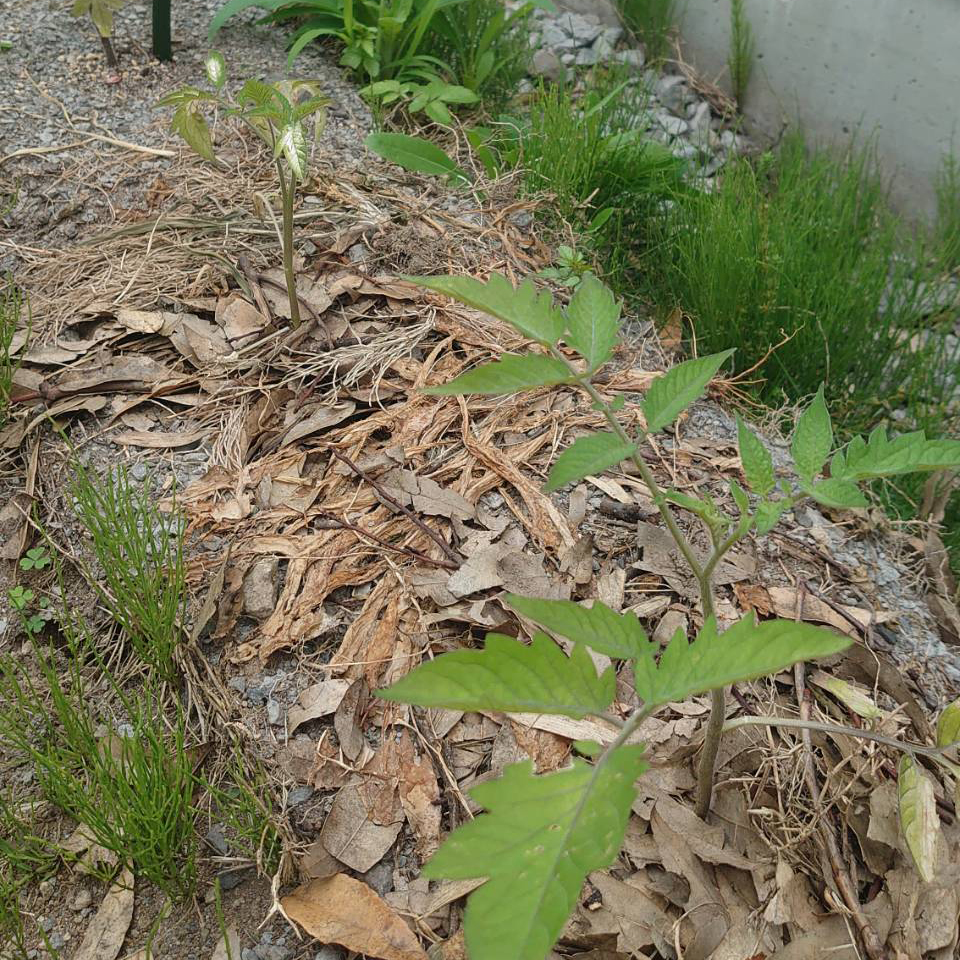 イタリアントマト露地-2025/6/30