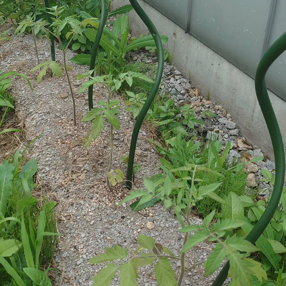 あまうま、フルティカ露地-2025/6/30