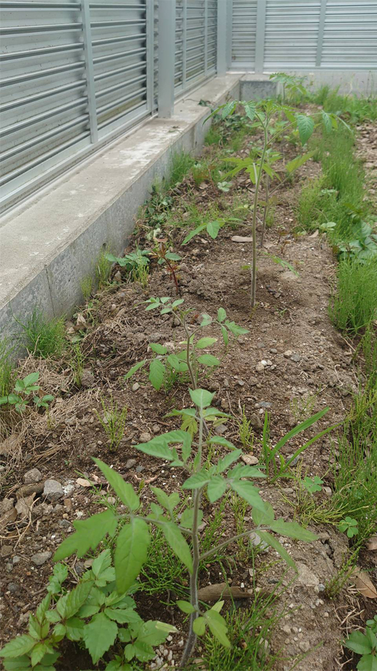 イタリアン、あまうま、フルティカ露地-2025/6/30