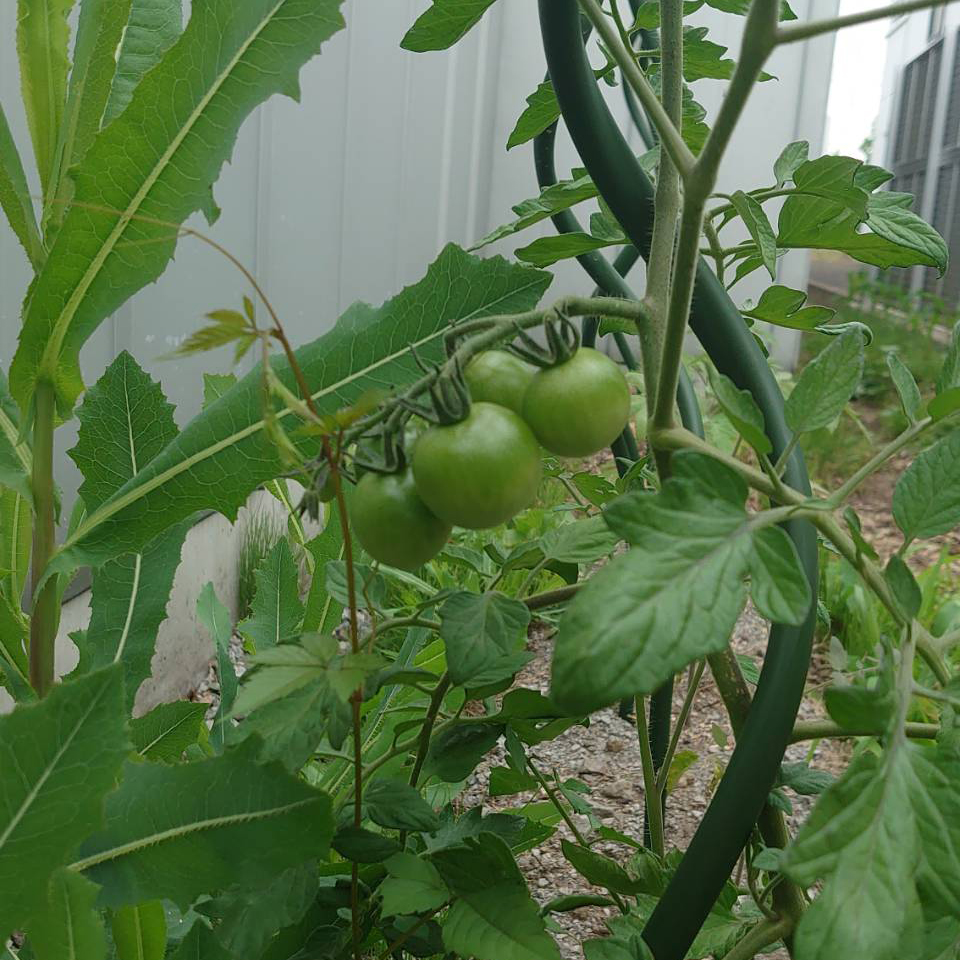 ミニトマト露地-2025/6/30①