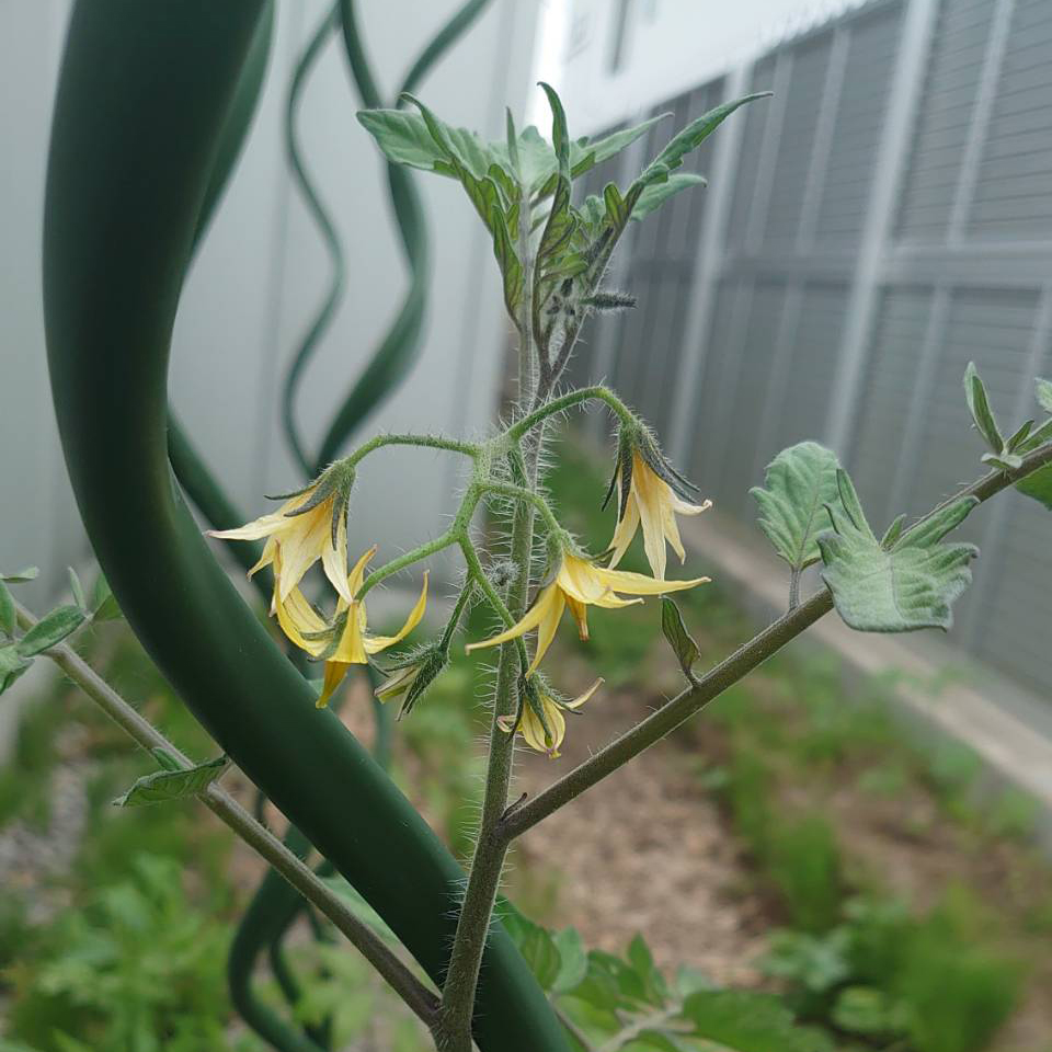 ミニトマト露地-2025/6/30②