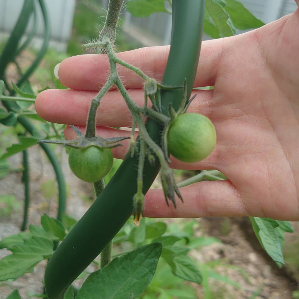 ミニトマト露地-2025/6/30③