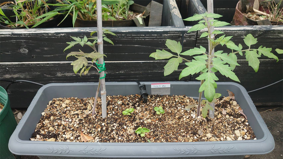 フルティカプランター-2025/6/30