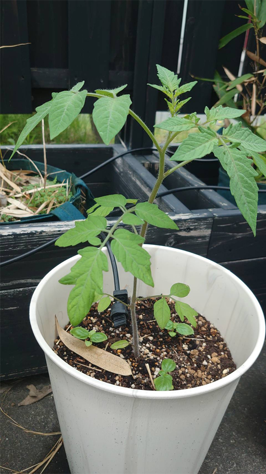 イタリアントマトプランター①-2025/6/30