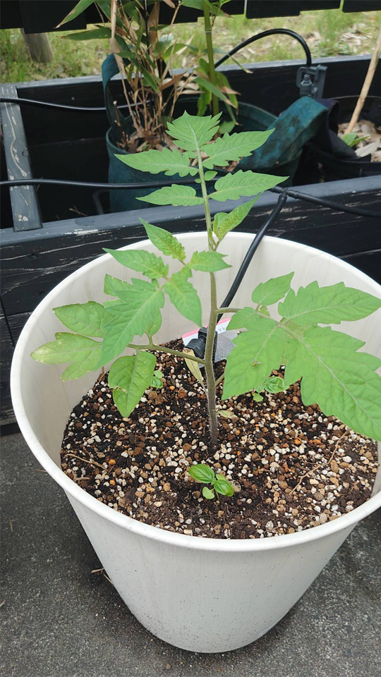 イタリアントマトプランター②-2025/6/30