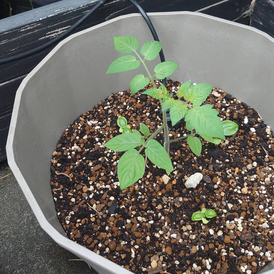 イタリアントマトプランター③-2025/6/30