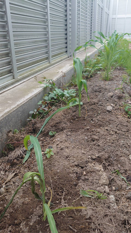 コーンビッグ露地①-2025/6/30