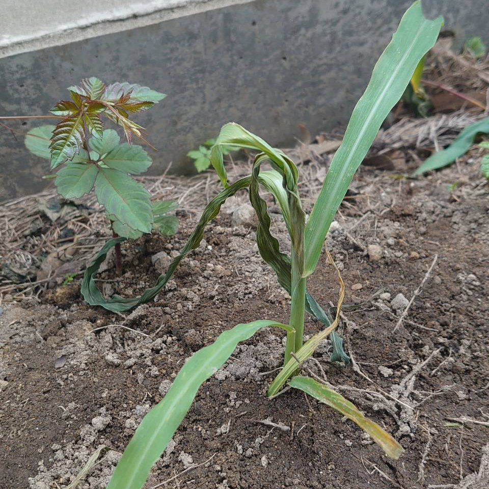 コーンビッグ露地②-2025/6/30
