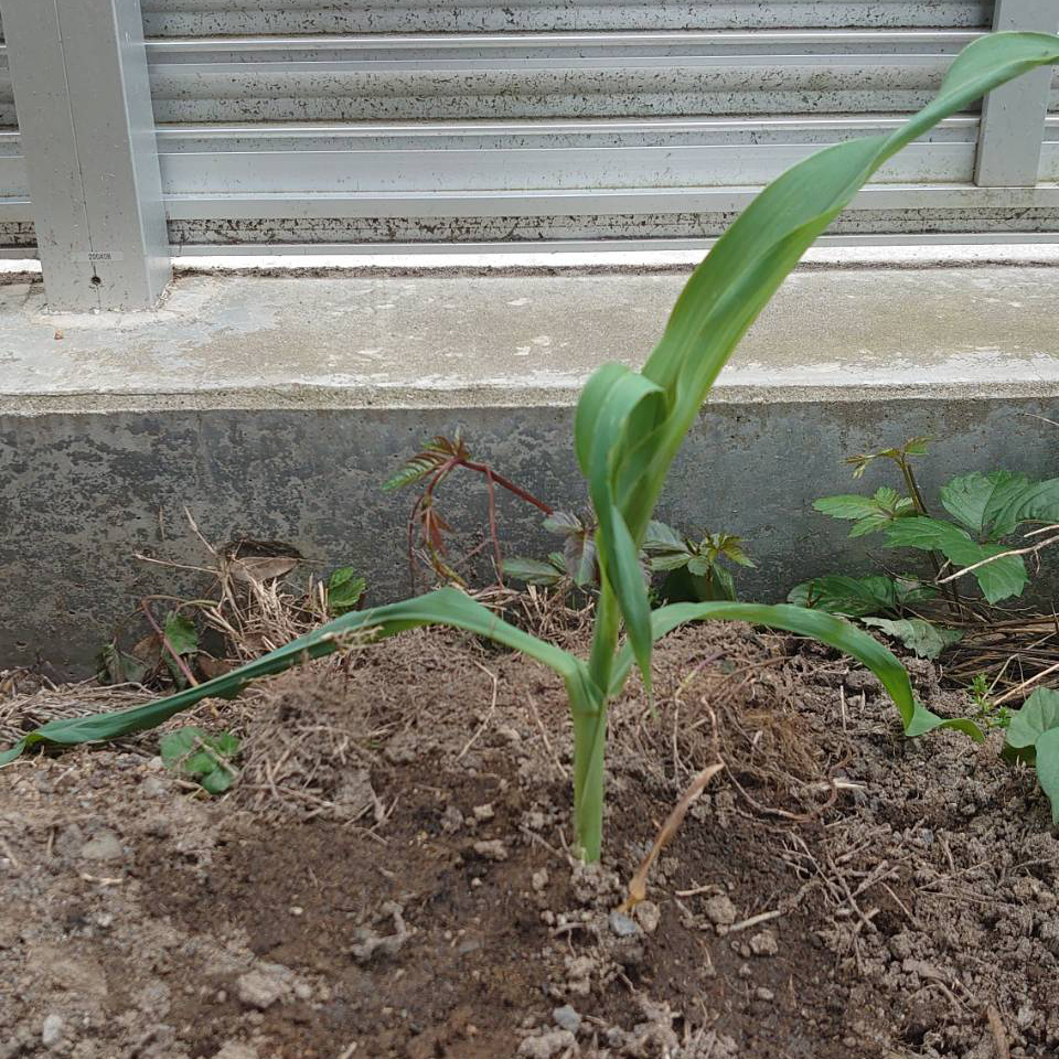 コーンビッグ露地③-2025/6/30