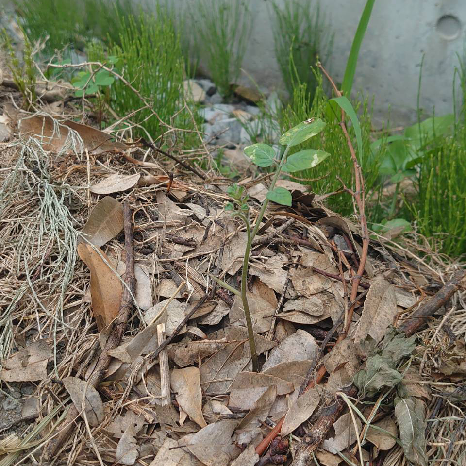 千恋（チコ）露地A-2025/6/30