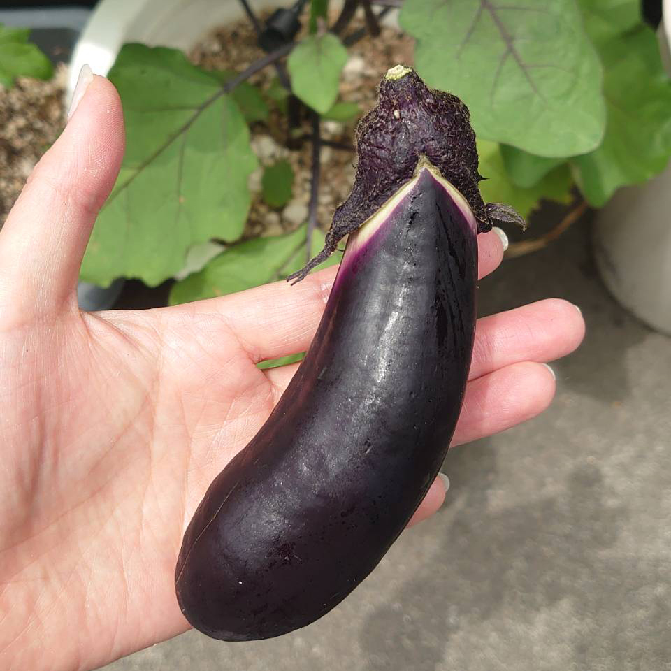 なすプランター①-2025/7/2