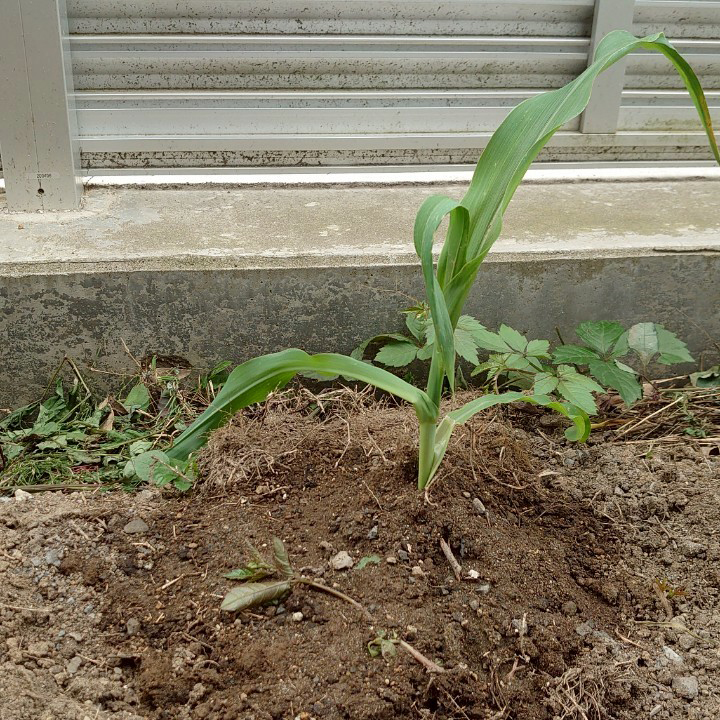 コーンビッグ露地②-2025/7/1