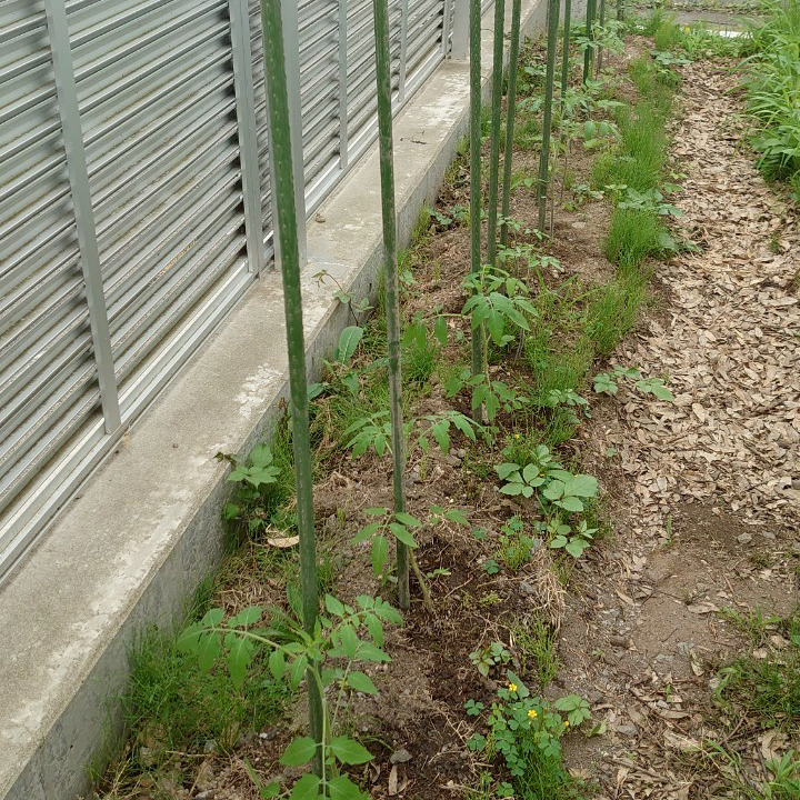 イタリアン、あまうま、フルティカ露地-2025/7/2