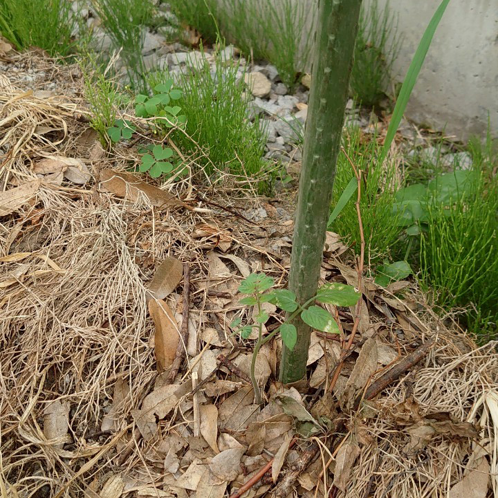 千恋（チコ）露地①-2025/7/2