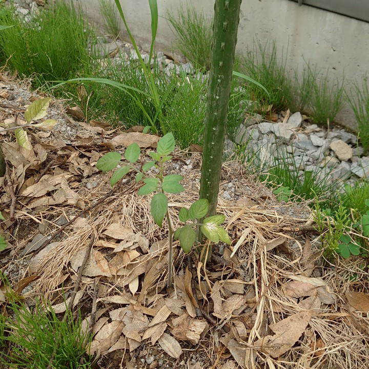 千恋（チコ）露地②-2025/7/2