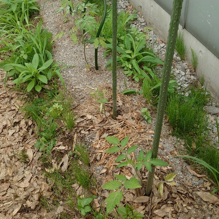 イタリアントマト露地①-2025/7/2