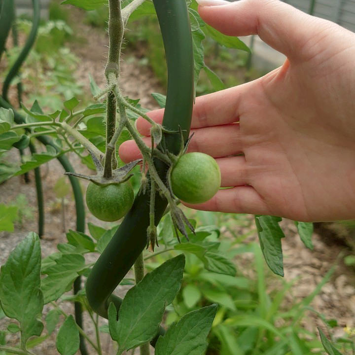 ミニトマト露地②-2025/7/2