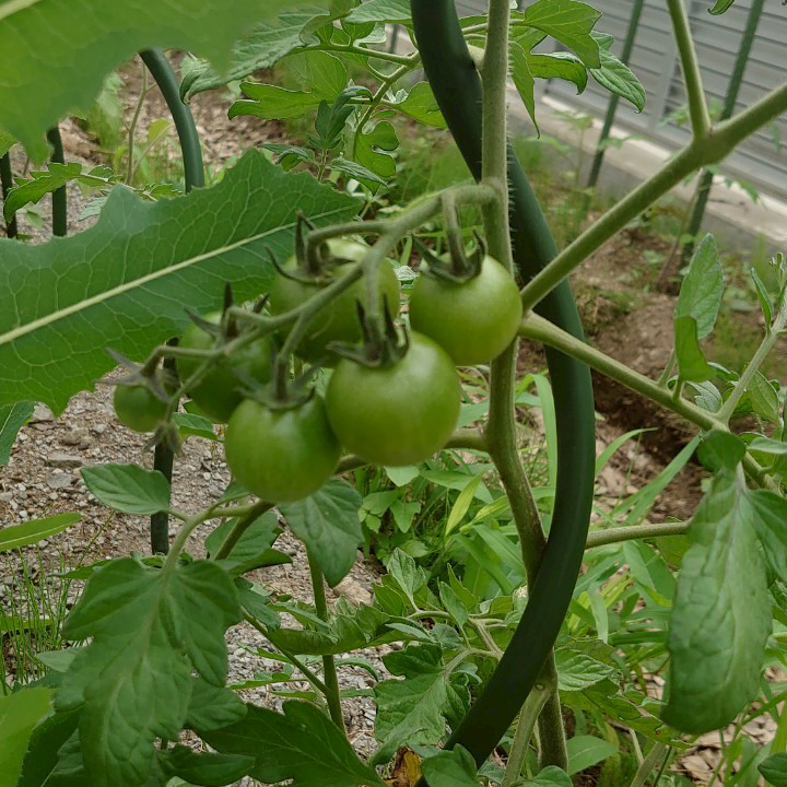 ミニトマト露地③-2025/7/2