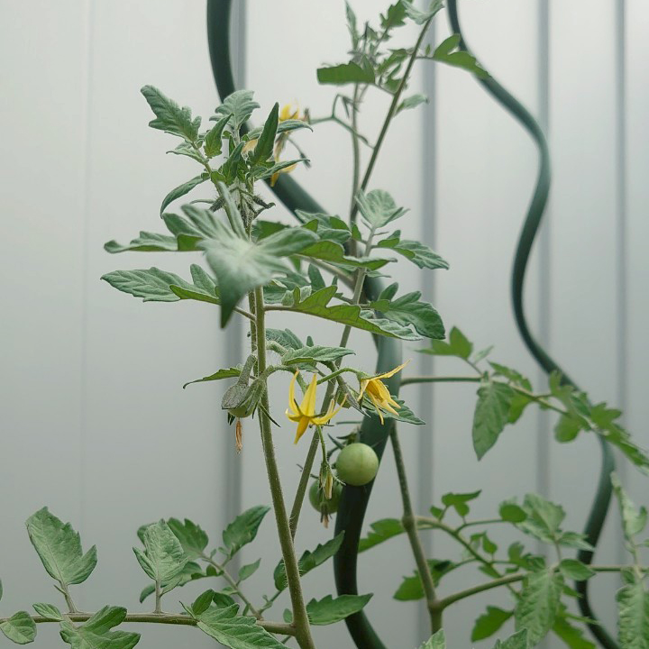 ミニトマト露地④-2025/7/2