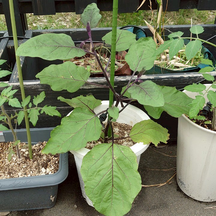 なすプランター②-2025/7/2