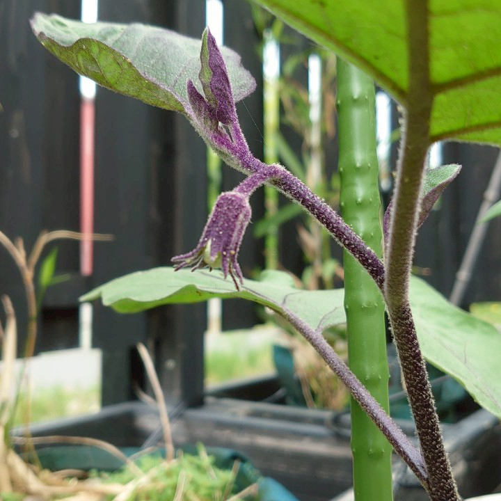 なすプランター③-2025/7/2