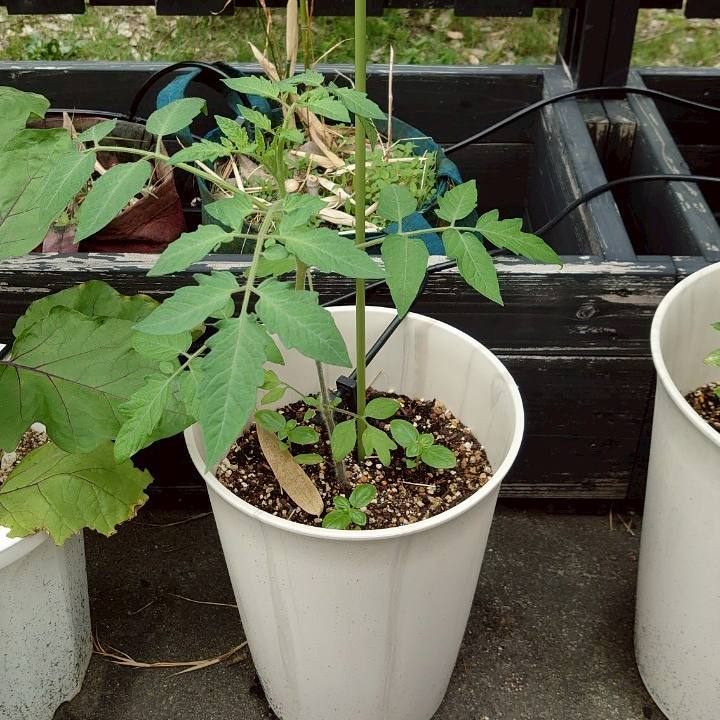 イタリアントマトプランター①-2025/7/2