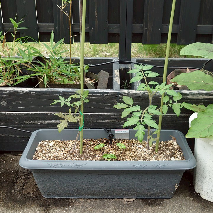 フルティカプランター-2025/7/2