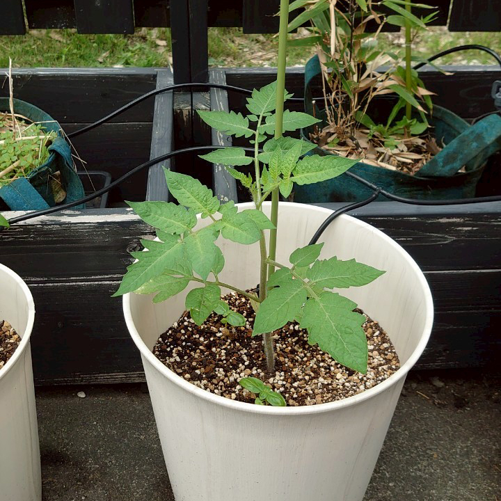 イタリアントマトプランター②-2025/7/2