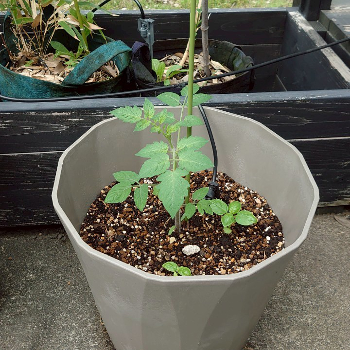 イタリアントマトプランター③-2025/7/2
