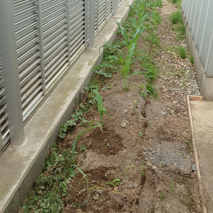 コーンビッグ露地-2025/7/2