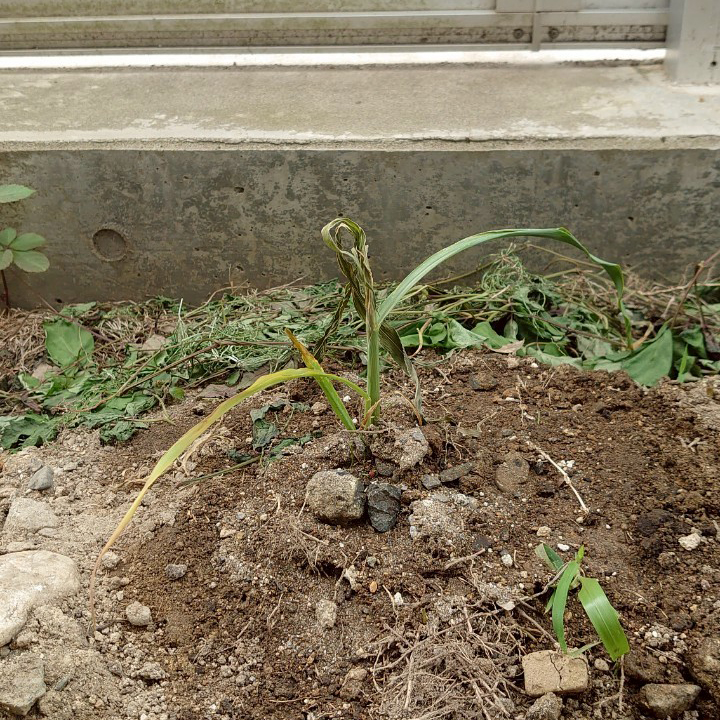 コーンビッグ露地①-2025/7/1